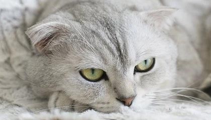 kaiyun网站-格林伍德：袋鼠队防守核心，展现出超强球场控制力，格林伍德打什么位置