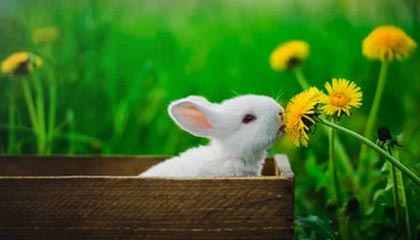 开云平台-塞尔维亚女篮在欧洲锦标赛中全力拼搏，享受荣誉时刻，塞尔维亚女篮球