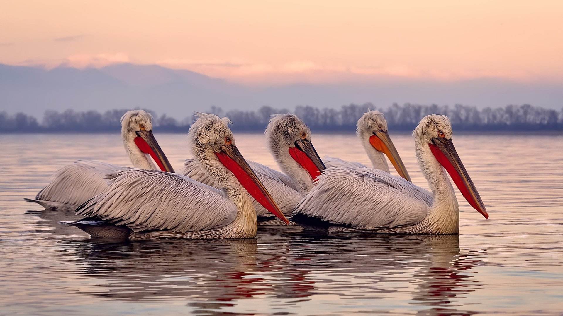 开云·体育官网APP下载-“德甲火力全开，场面震撼”，德甲 集锦