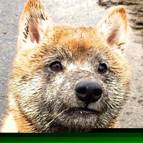 “青少年足球推广活动走入边远地区”,青少年足球普及