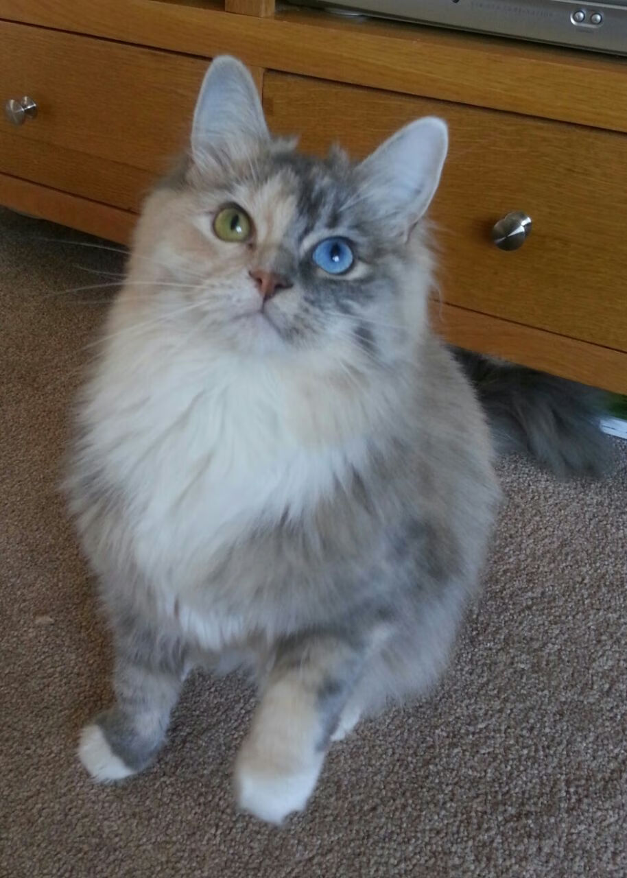 夏季高空滑索挑战，飞跃山谷的极速体验，飞跃滑梯