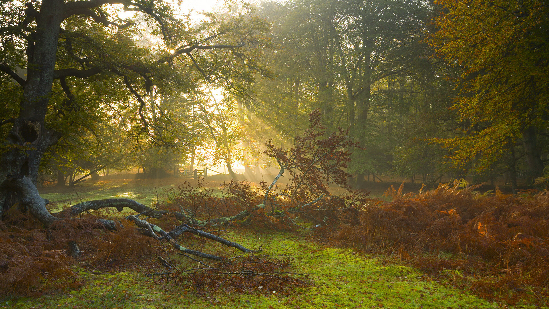 女性电竞崛起,打破偏见,共建包容多元的行业环境,女子电竞什么意思
