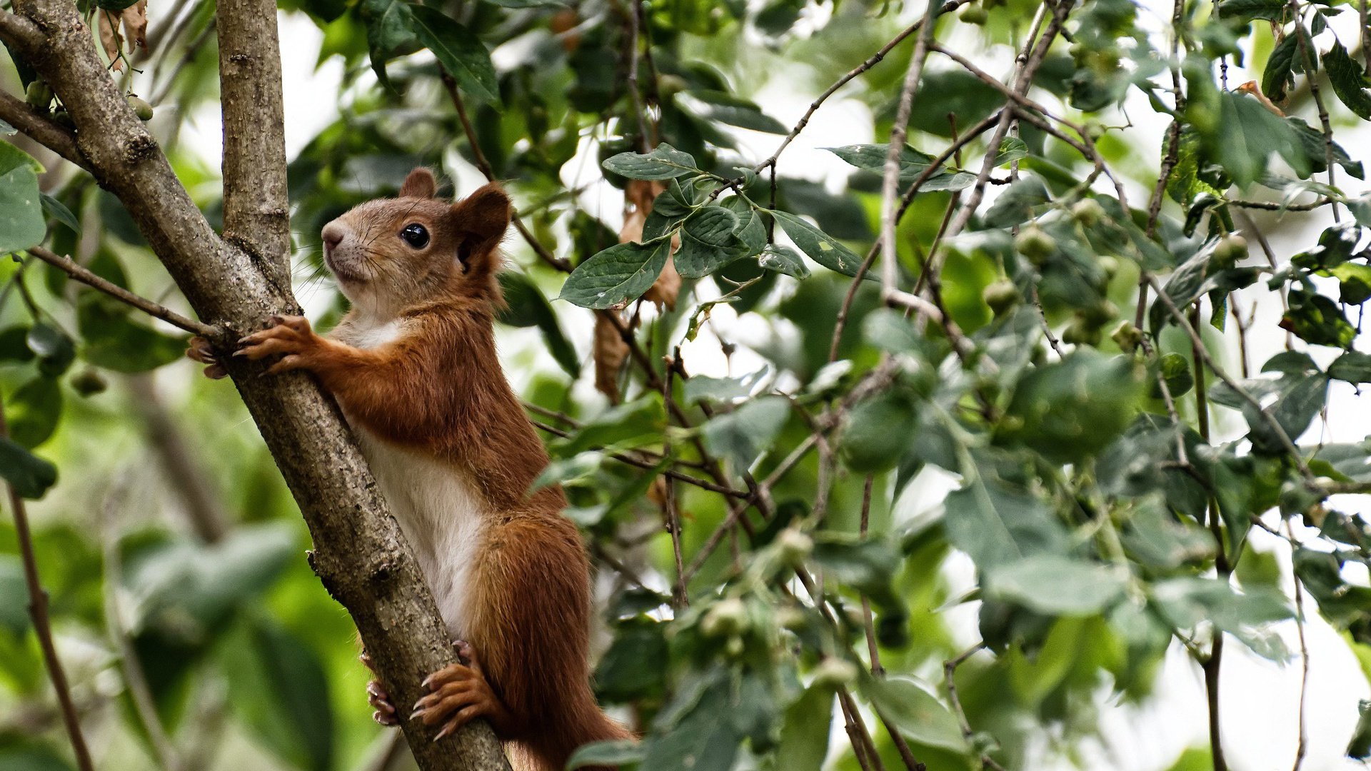 开云网页版-英格兰队在欧洲杯半决赛中2-1击败荷兰，晋级决赛，英格兰欧洲杯半决赛结果