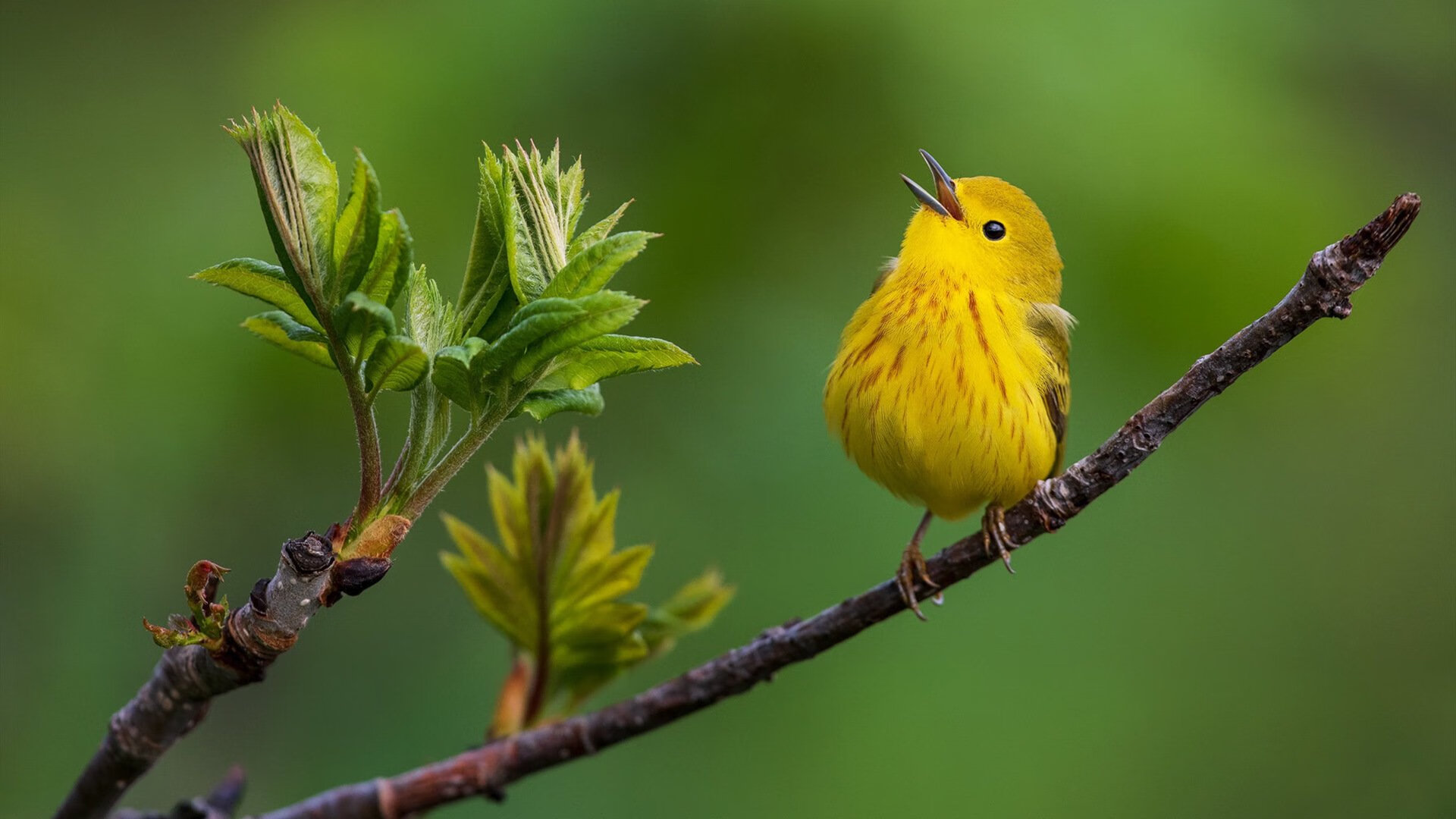 费城76人“核心”恩比德成联盟得分“黑马”，费城76人阵容