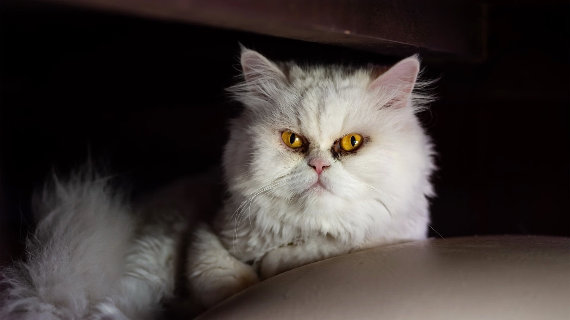 开云官网APP下载-足球历史回顾栏目收获高收视率，足球历史经典比赛