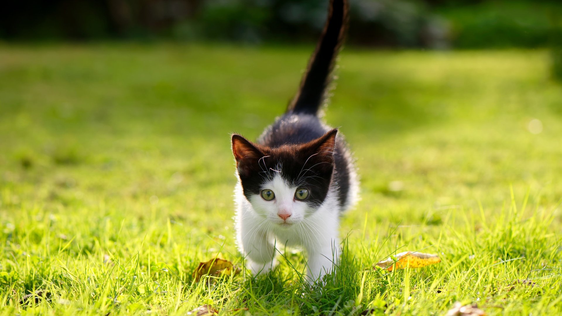 高光时刻:车手赢得世界冠军的经典瞬间,车手总冠军