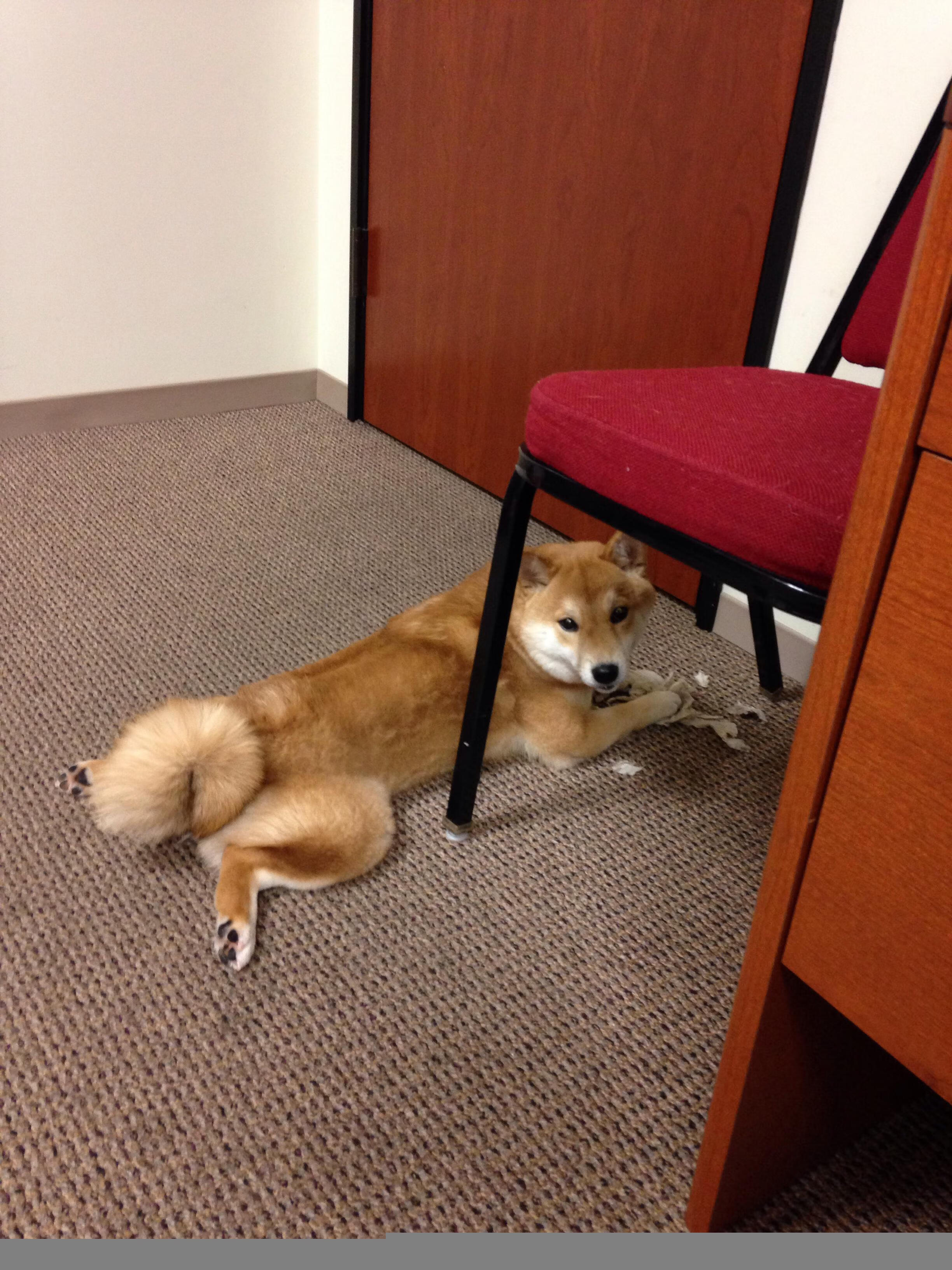 EDG开启新赛季冲击冠军,edg联赛冠军