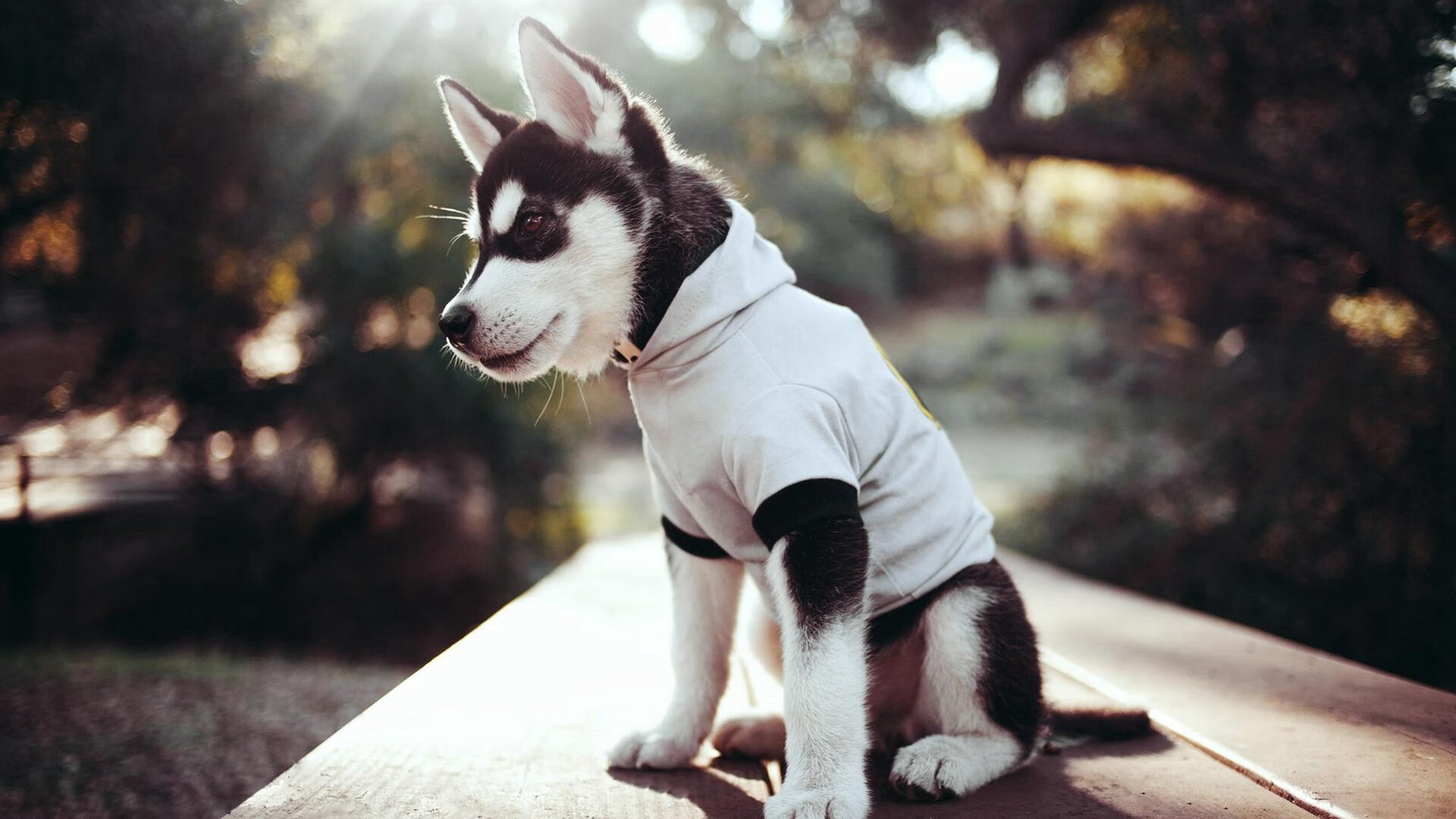 上海海港锋线射手进球数攀升,上海海港队比赛