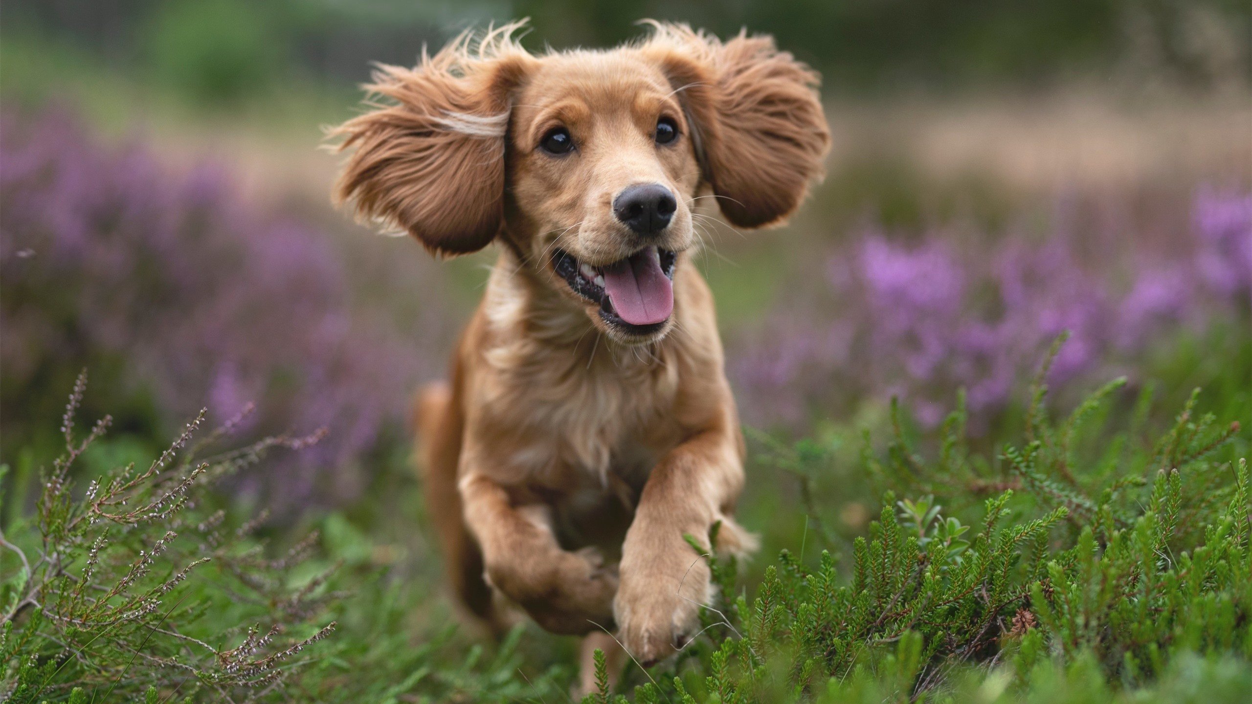 克罗地亚客场胜挪威,步入稳定发挥期,克罗地亚大胜