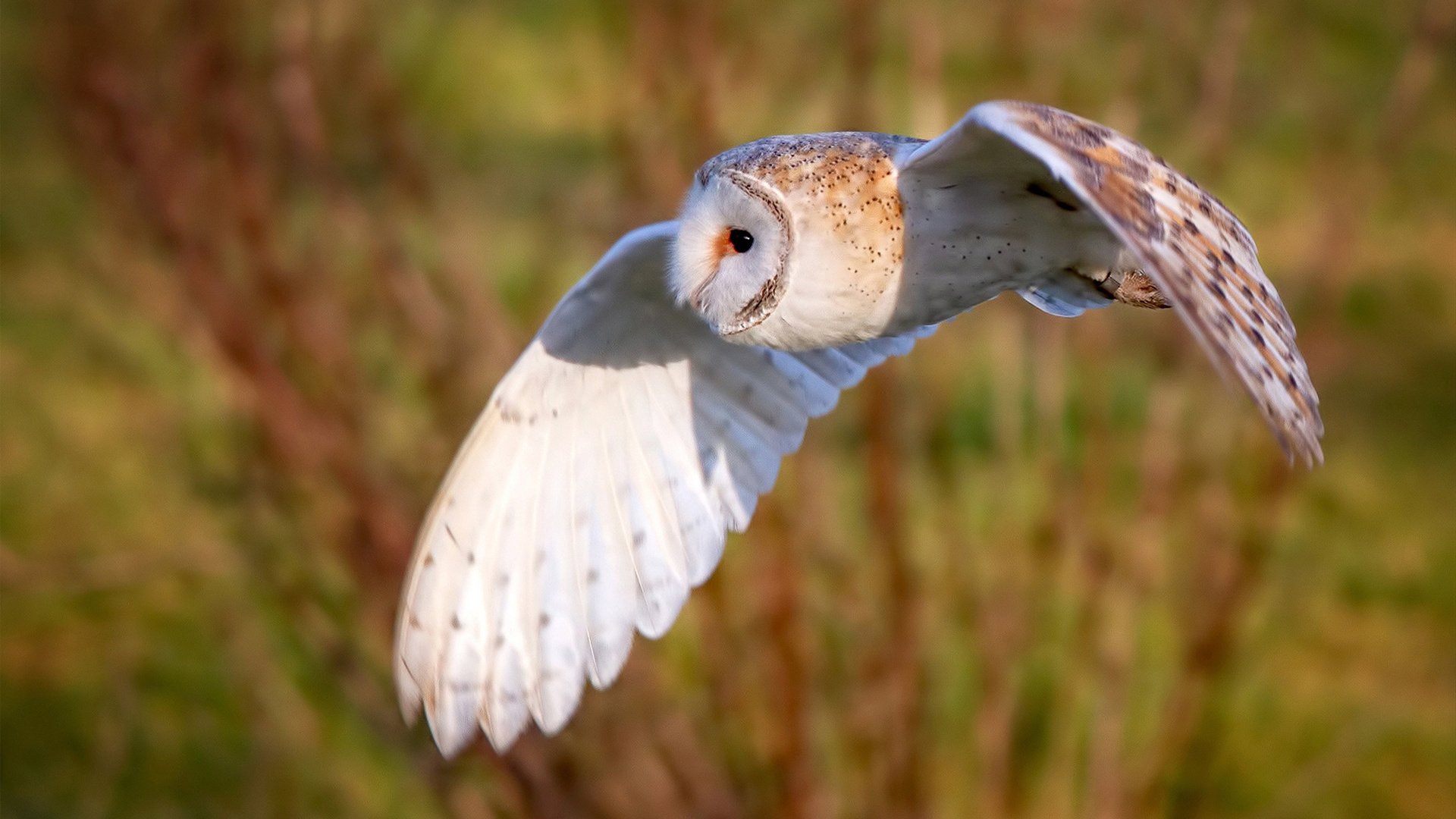 唐斯篮下发威森林狼主场称王,唐斯加盟篮网