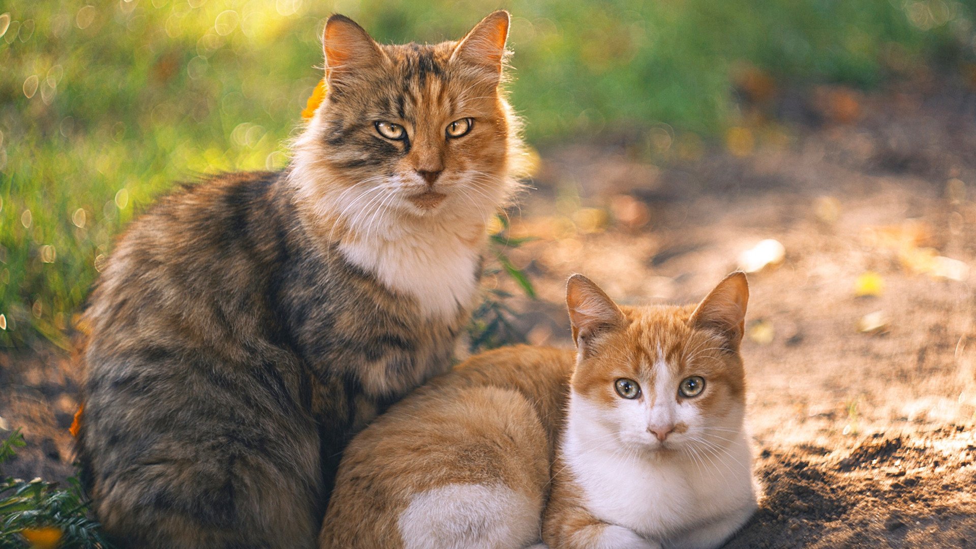 开云官网APP下载-国安锋线进攻火力全开，击溃对手防线反超积分榜，国安最新