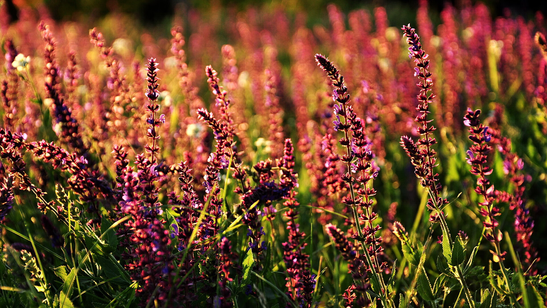 KAIYUNAPP-国际米兰青训球员首秀，国际米兰青训球员首秀名单