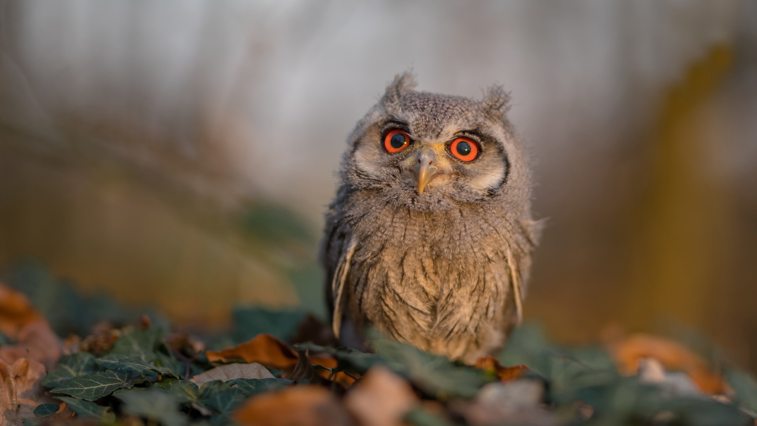 KAIYUN 中国大陆-土耳其终场前战平保加利亚，小组出线希望渺茫，土耳其和保加利亚接壤吗