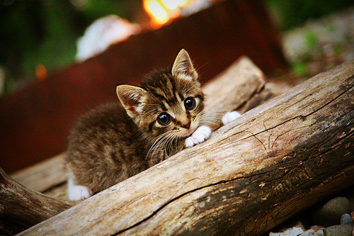 多特蒙德客场3-2逆转沃尔夫斯堡,艰难取胜,多特蒙德vs沃尔夫斯堡历史战绩