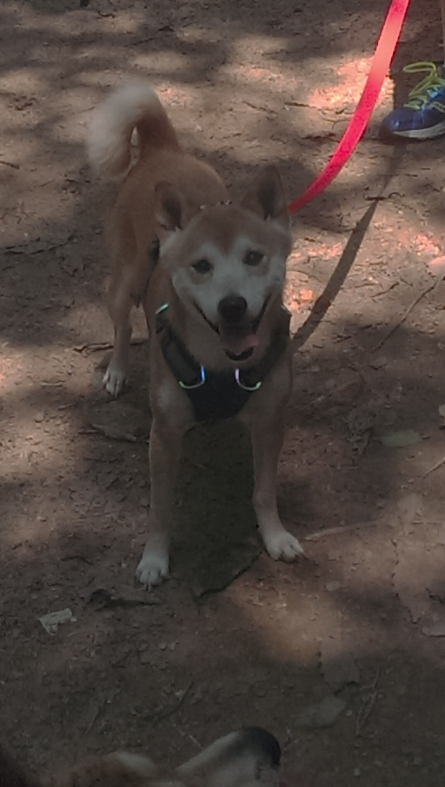 广岛三箭球员伤病情况更新，广岛三箭主场球衣