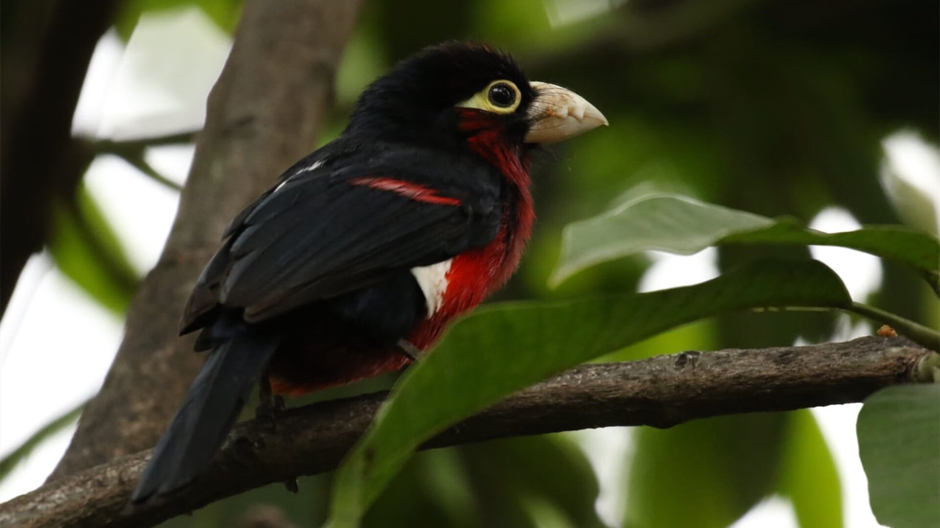 广岛三箭球员伤病情况更新，广岛三箭主场球衣