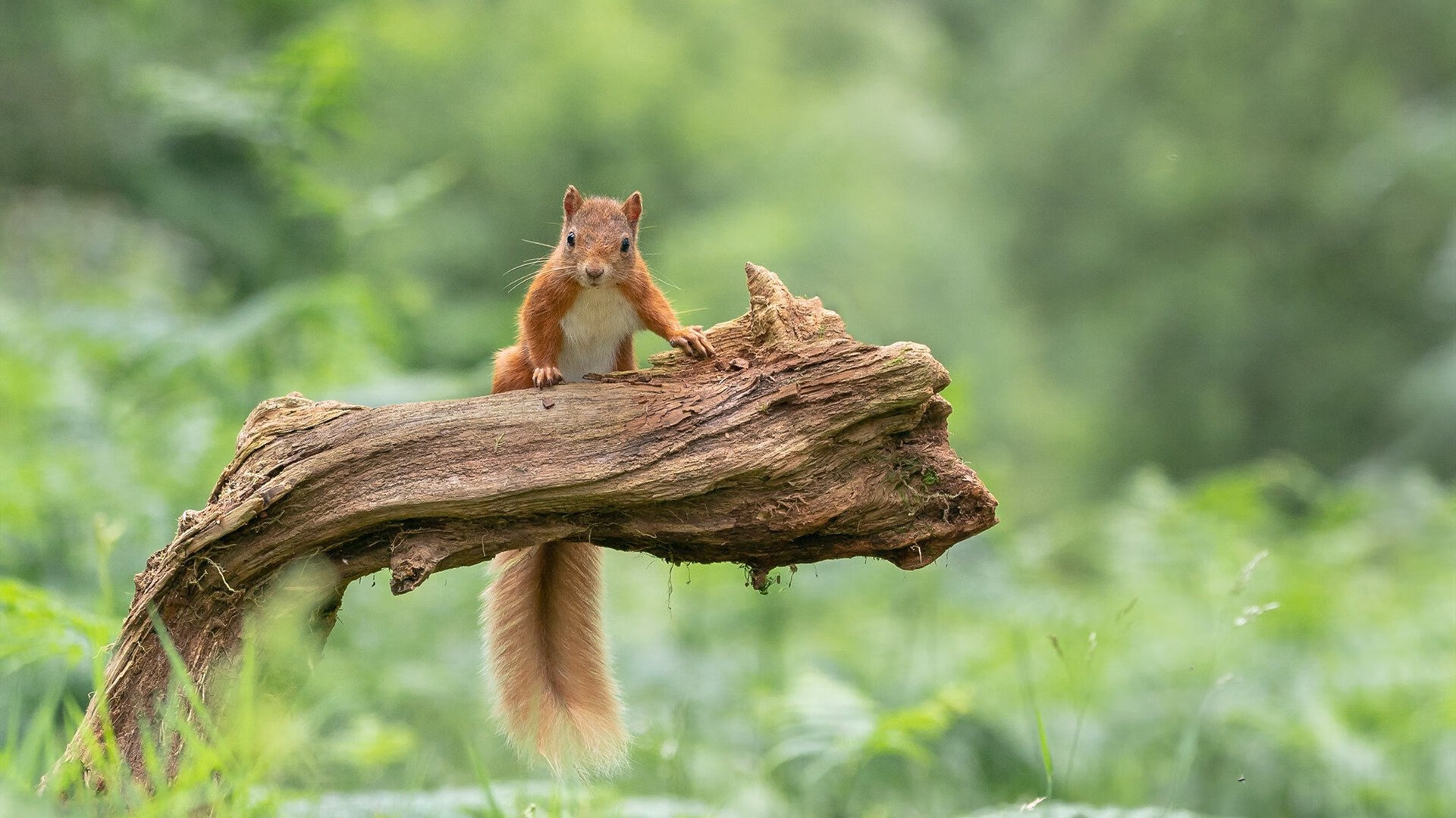 梅斯主场大胜圣埃蒂安,豪取三分,圣埃蒂安对梅斯最新竞猜