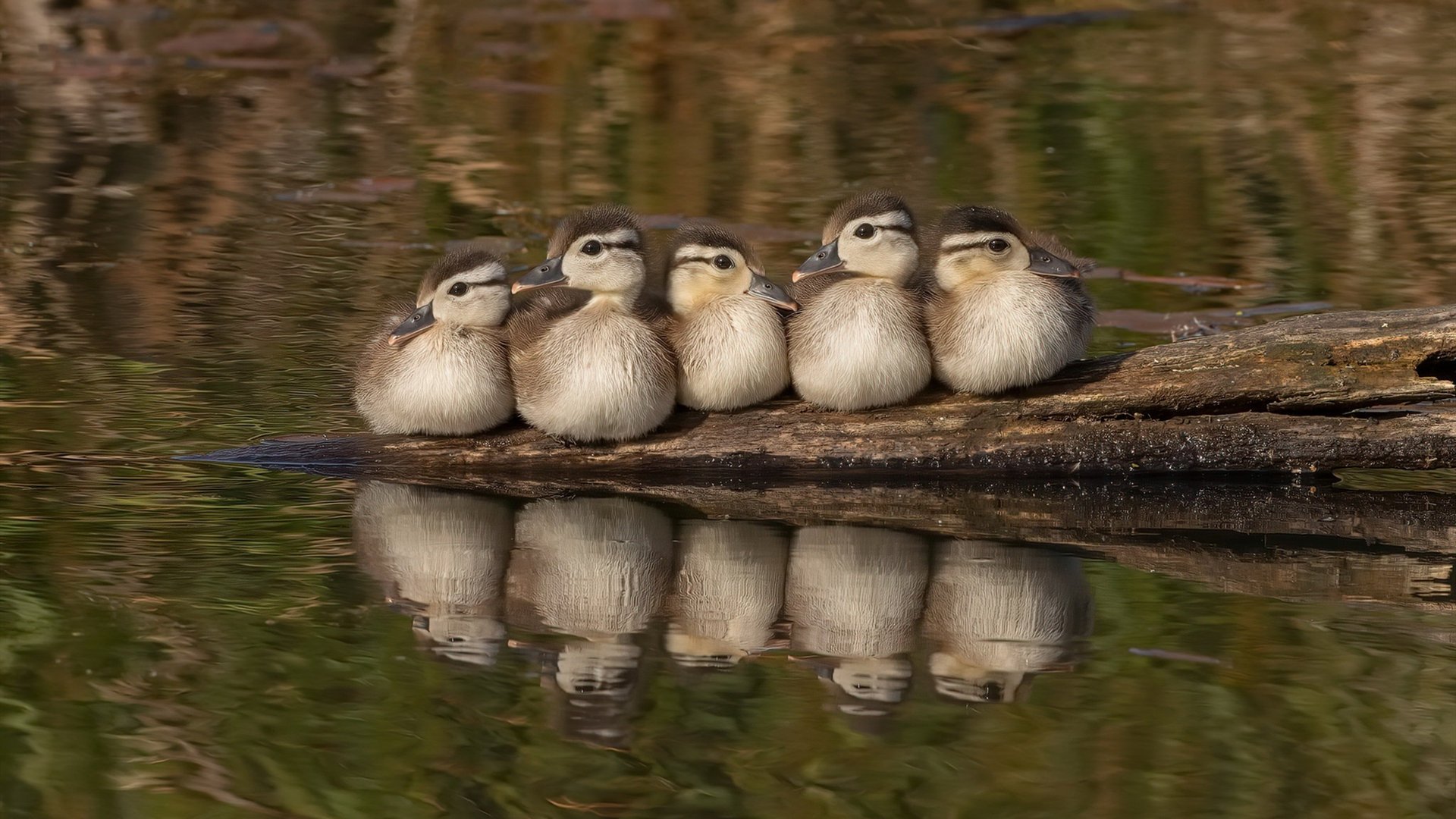 kaiyun.com-石家庄永昌力保主场不败，迎来连胜