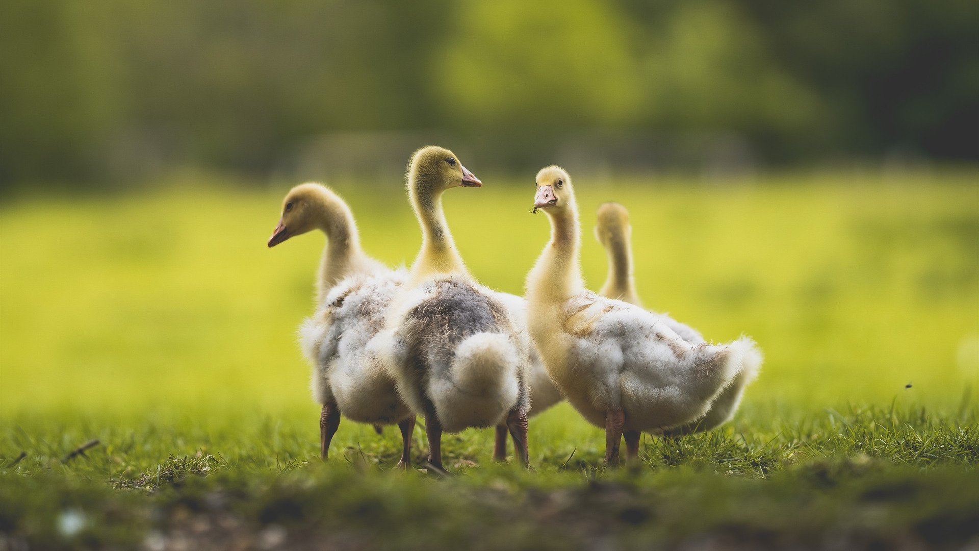 罚球命中率对比赛结果影响有多大,罚球命中率对比赛结果影响有多大呢