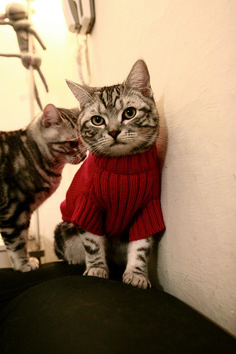 KAIYUNAPP-雷恩拿下桑普多利亚，连胜领跑积分榜，雷纳托·桑切斯拜仁