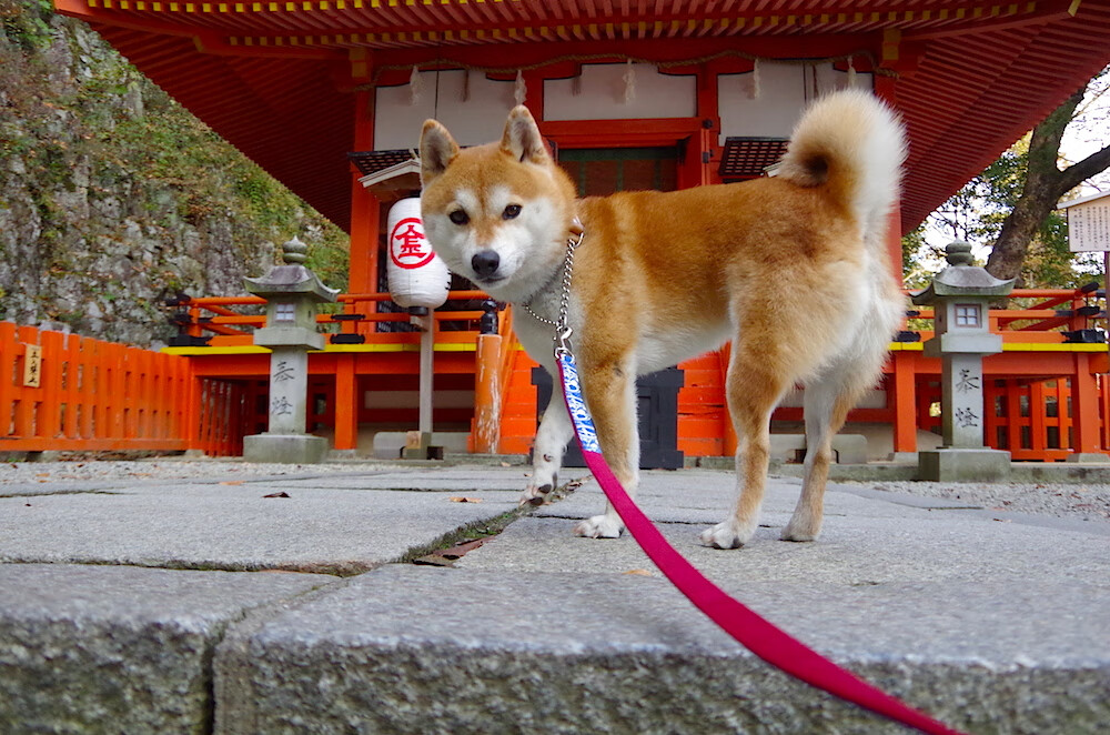 开云网站-马德里竞技披荆斩棘，成功突围取得胜利，马德里竞技夺冠阵容