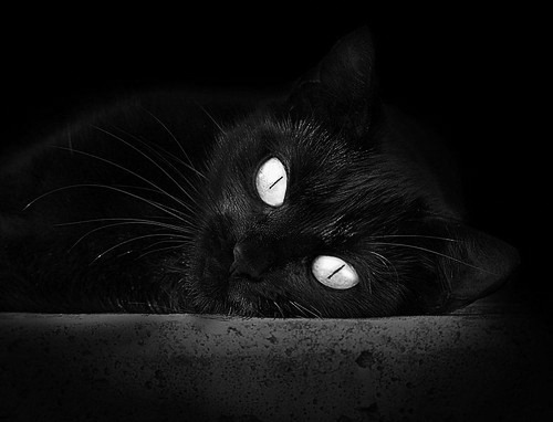 开云网站-体育明星形象代言效果显著，体育明星形象代言效果显著吗