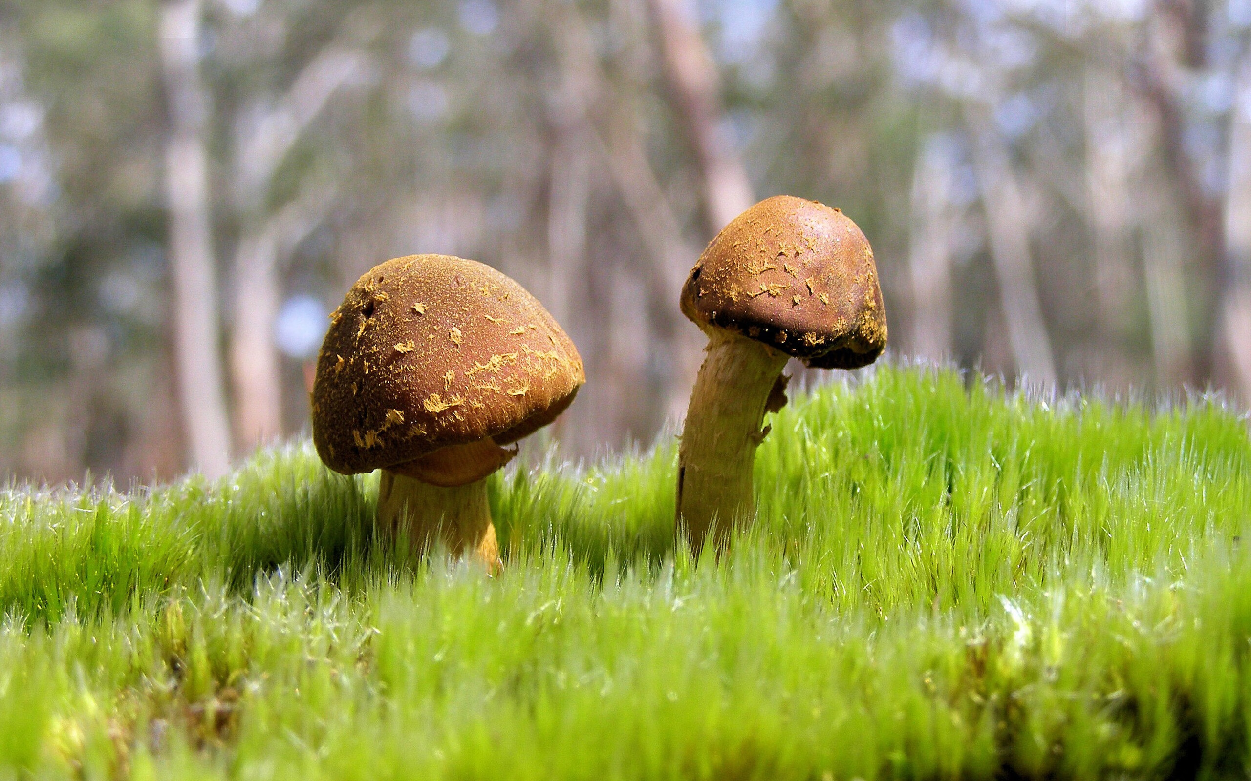 开云平台-纽卡斯尔快速回撤构建多重防线结构，纽卡斯尔收购失败