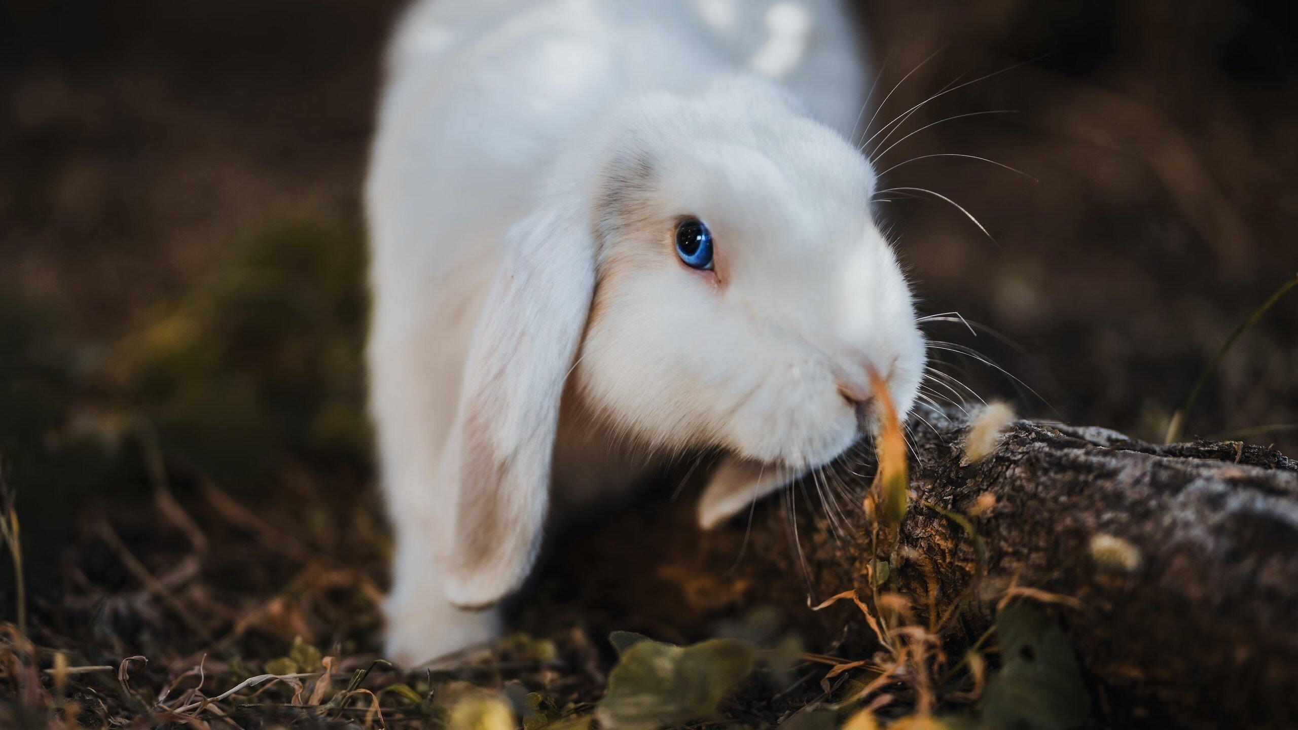 kaiyun官方网站-克莱尔·柯尔赞赛后谈备战心得，克莱尔克