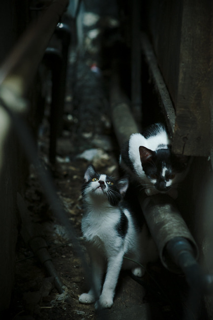 欧洲超级联赛扩军预热，多支豪门纷纷表态支持，欧洲超级联赛百度百科