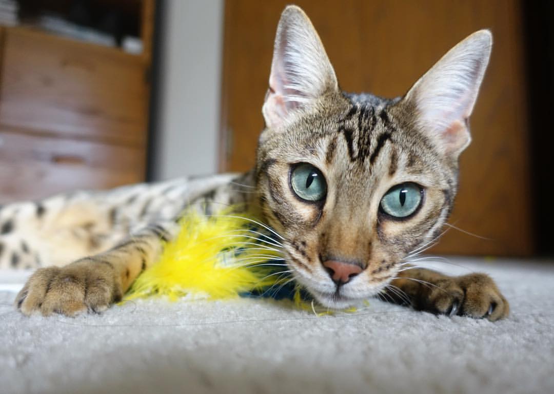 开云官网-法甲新星崭露头角：未来领袖闪耀赛场！，法甲十大新星