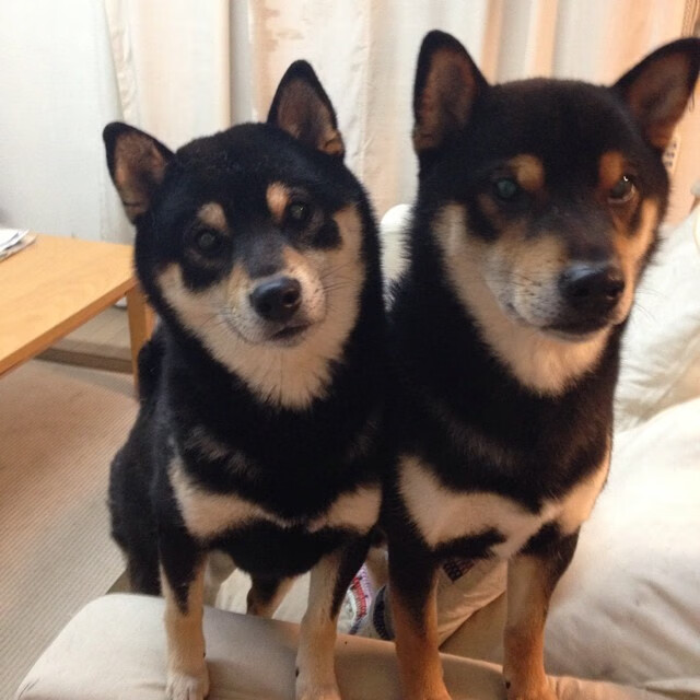 球员勇救俱乐部财务陷阱,集资支持球队运营,球队的资金来源