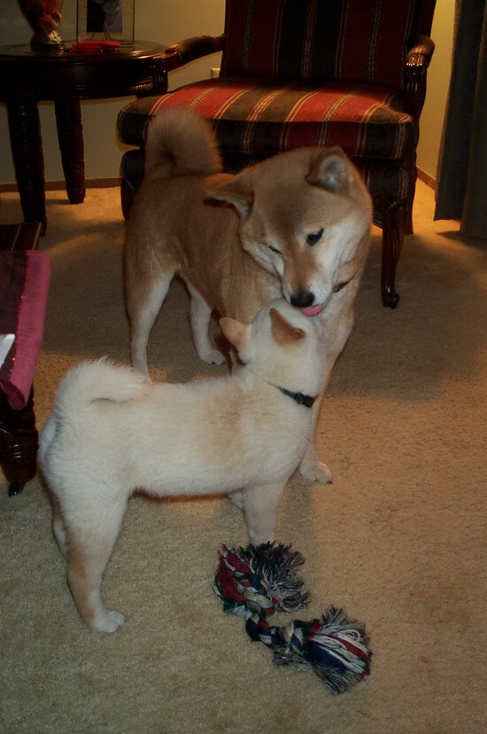 开云·Kaiyun网页版-精英俱乐部联动学校培养新星，精英俱乐部章程