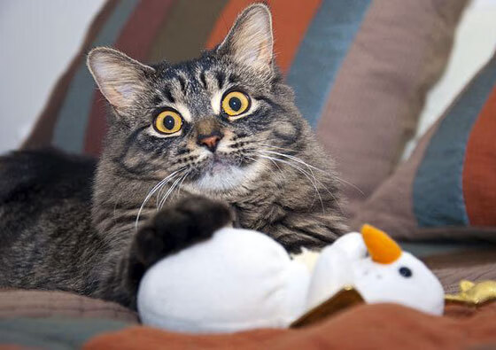 精英俱乐部联动学校培养新星,精英俱乐部章程