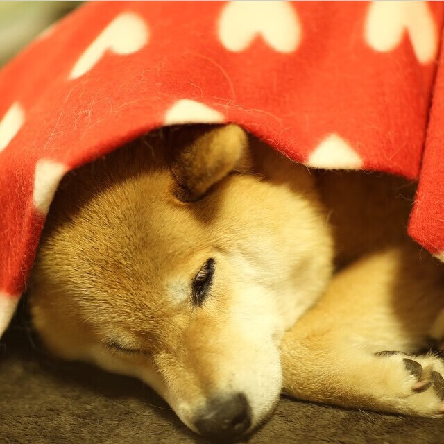 跳水高难动作韩国稳健完成,韩国跳水选手跳一半回去了