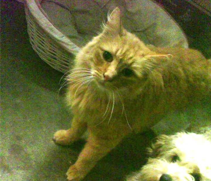 青少年足球比赛设置体能比拼环节促进全面发展，青少年足球专项体能训练教程